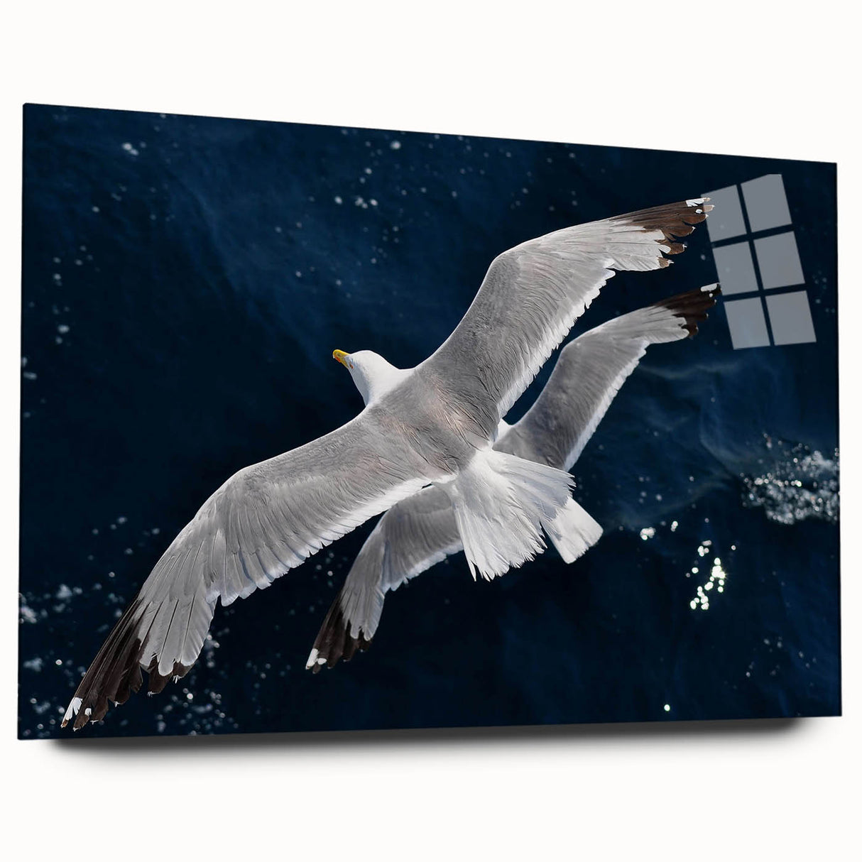 Acrylic glass wall art showcasing vibrant sea birds in a coastal design, elegantly displayed from a side view, highlighting colors and intricate details. Perfect for enhancing home decor with a nature-inspired theme.