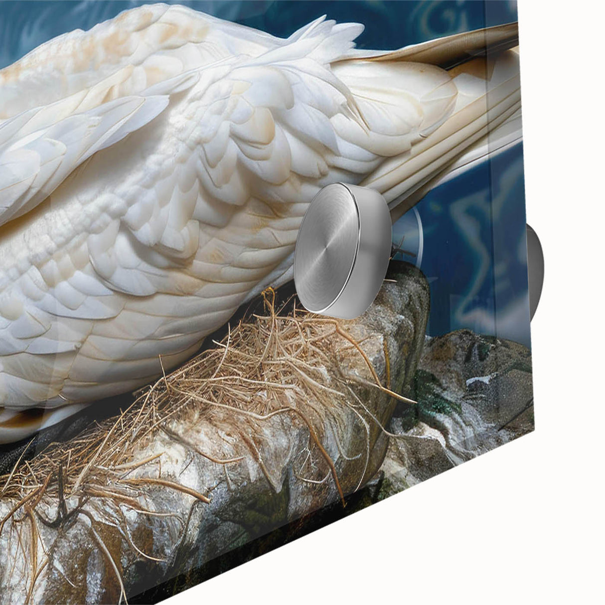 Close-up of a vibrant acrylic glass wall art collection showcasing various sea birds in intricate detail, perfect for coastal-themed decor, enhancing any living space.