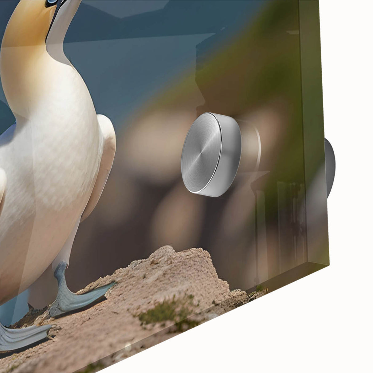 Close-up of a vibrant sea birds wall art collection, showcasing detailed acrylic glass design with colorful ocean-themed illustrations, perfect for coastal decor.