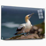 Acrylic glass wall art showcasing vibrant sea bird designs in a sleek collection, featuring colorful bird illustrations on a side view, elegantly pinned for display.