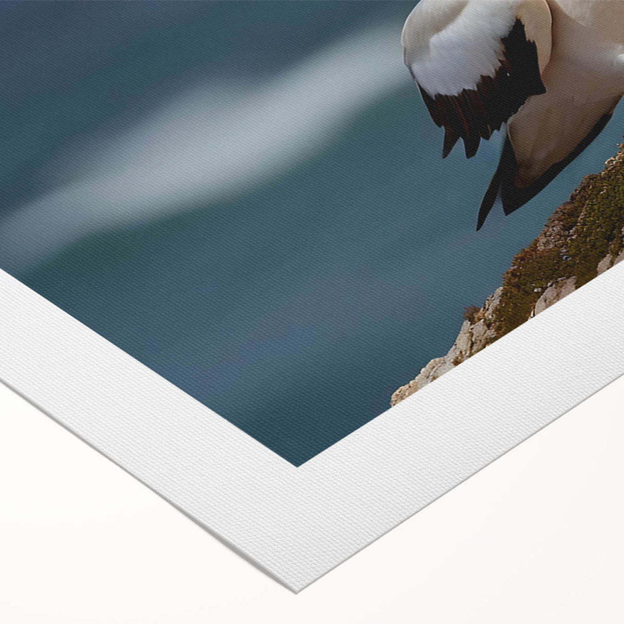 Colorful rolled canvas featuring a collection of vibrant sea birds, showcasing intricate designs and textures, ideal for coastal-themed decor or bird enthusiasts.