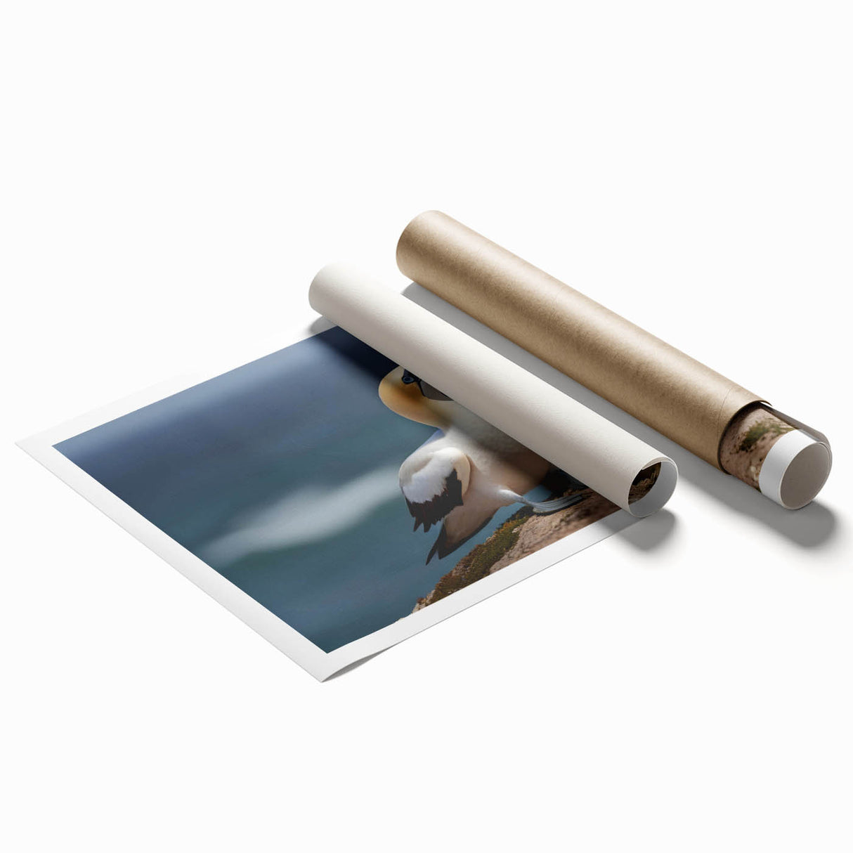 Colorful rolled print showcasing a collection of sea birds in a vibrant design, ideal for coastal-themed decor. Packaged securely in a durable tube for safe shipping.