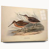 Side view of a wall art piece showcasing a collection of shorebird designs printed on acrylic glass, featuring vibrant colors and intricate details, secured with pins for display.