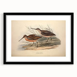 Framed wall art showcasing a collection of shorebirds in a minimalist black mat, perfect for coastal-themed decor or nature enthusiasts, enhancing any room's ambiance.