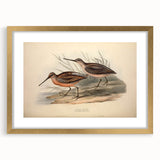 Framed wall art featuring a collection of shorebirds in elegant gold accents, showcasing intricate details on a mat background, perfect for coastal decor.