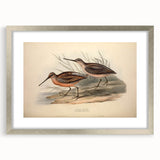 Framed wall art featuring a collection of shorebirds in a silver mat, showcasing detailed illustrations against a clean white background, perfect for nature lovers.