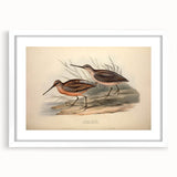 Framed wall art featuring shorebirds design in a white mat and frame, showcasing detailed illustrations of coastal birds, perfect for enhancing home decor.