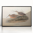 Framed wall art featuring a collection of shorebirds in a sleek black frame, highlighting intricate details and vibrant colors, perfect for coastal decor enthusiasts.