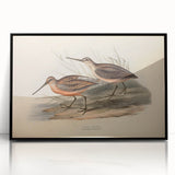 Framed wall art featuring a collection of shorebirds in a sleek black frame, highlighting intricate details and vibrant colors, perfect for coastal decor enthusiasts.