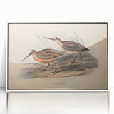 Framed wall art featuring a collection of shore birds in a minimalist design, set against a white background, perfect for coastal-themed decor.