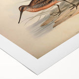 Rolled canvas wall art showcasing a vibrant shorebird design, featuring intricate details in soft blues and earth tones, perfect for coastal-themed decor.