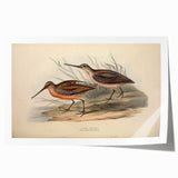 Colorful illustration of shorebirds in a coastal landscape, showcasing intricate details and vibrant hues, perfect for beach-themed decor and nature lovers.