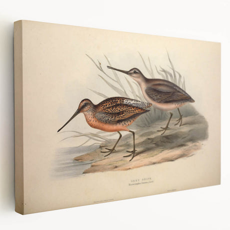 Stretched canvas showcasing a vibrant shorebirds design in a coastal setting, highlighting intricate details and colors, perfect for nature-inspired home decor.