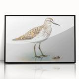 Framed wall art featuring a collection of shorebird designs in vibrant colors, set in a sleek black frame, perfect for enhancing coastal home decor.
