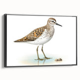 Framed wall art featuring a collection of shorebirds in a black frame, showcasing detailed illustrations of various species against a neutral background. Ideal for coastal decor enthusiasts.