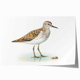 Rolled print showcasing a vibrant collection of shorebirds in various poses, ideal for coastal-themed decor, packaged securely in a protective tube.