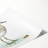 Shorebirds wall art design featuring a collection of various bird species in a coastal setting, printed on high-quality canvas and rolled for easy display.