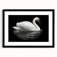 Elegant black-framed wall art featuring a serene swan design, ideal for modern home decor. The artwork is matted, enhancing its aesthetic appeal and making it a perfect addition to any living space.