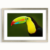 Tropical birds wall art collection framed with a silver mat, showcasing vibrant colors and intricate designs, perfect for enhancing modern home decor.