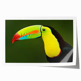 Tropical bird-themed wall art print featuring vibrant colors and intricate designs, elegantly rolled and packaged in a protective tube for easy display.