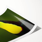 Tropical birds wall art print featuring vibrant colors and intricate designs, showcasing exotic bird species in a lush green setting, ideal for home decor.