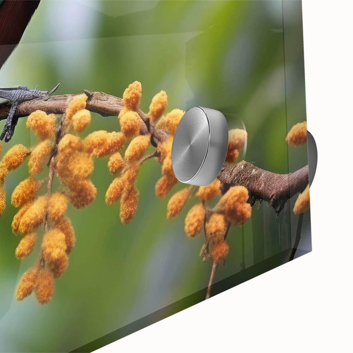 Vibrant close-up of a tropical bird wall art collection, showcasing detailed acrylic glass design with vivid colors and intricate patterns, perfect for enhancing decor.