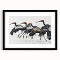 Tropical bird-themed wall art collection framed in a sleek black frame with a white mat, showcasing vibrant colors and intricate designs, perfect for enhancing home decor.