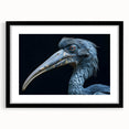 Tropical bird wall art collection framed with a black mat, showcasing vibrant colors and intricate designs, ideal for home decor or nature enthusiasts.