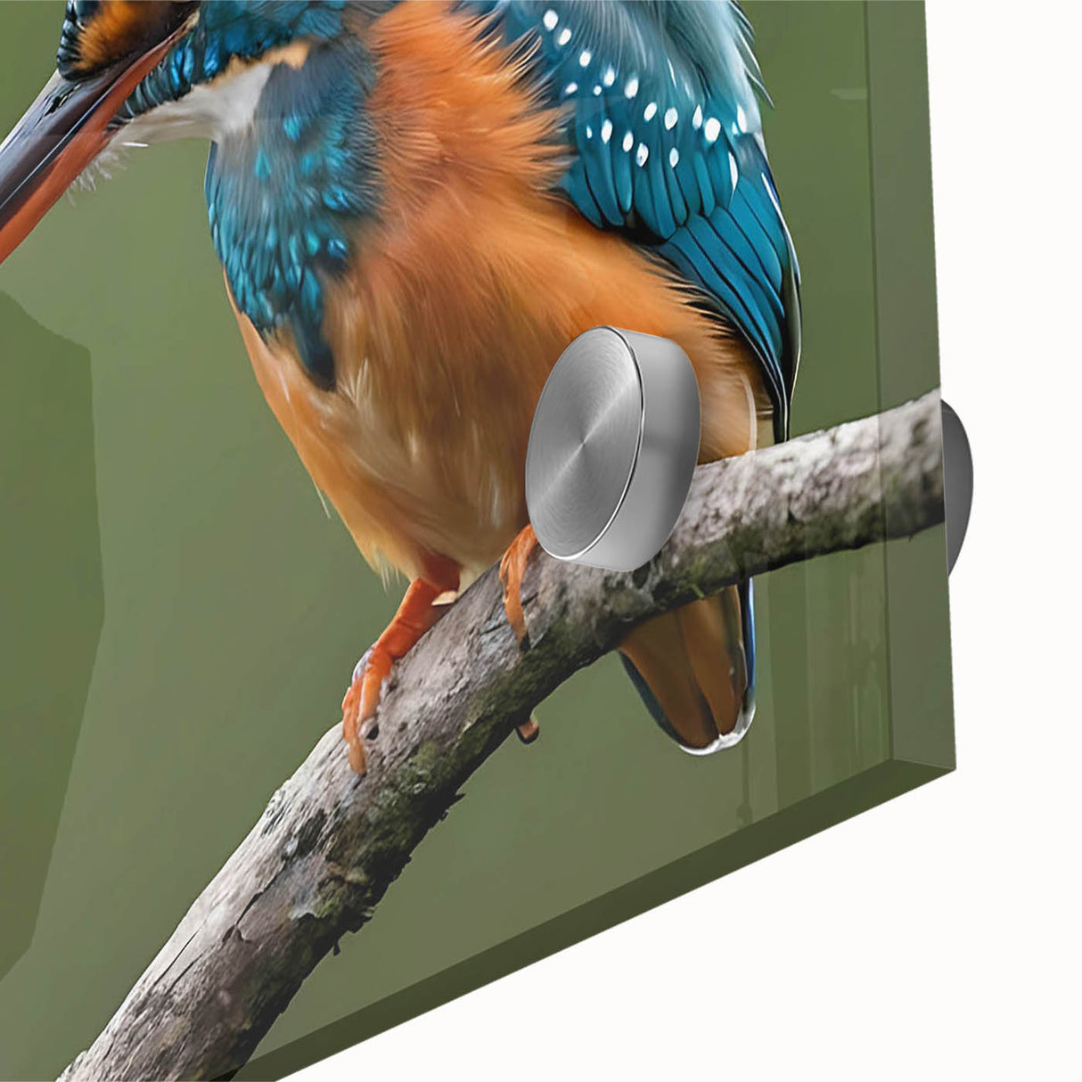Vibrant close-up of tropical bird-themed wall art design, showcasing rich colors and intricate details in an acrylic glass finish, perfect for home decor.