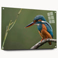 Vibrant tropical bird wall art design featuring colorful birds on acrylic glass, elegantly displayed with pins for a contemporary aesthetic. Perfect for brightening any space.