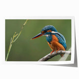 Tropical bird wall art print showcasing vibrant colors and intricate details of exotic birds perched among lush foliage, perfect for home decor or art collections.