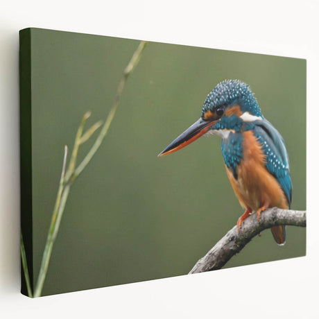 Stretched canvas wall art showcasing a vibrant tropical bird design, featuring bright colors and intricate details, ideal for enhancing modern home decor.