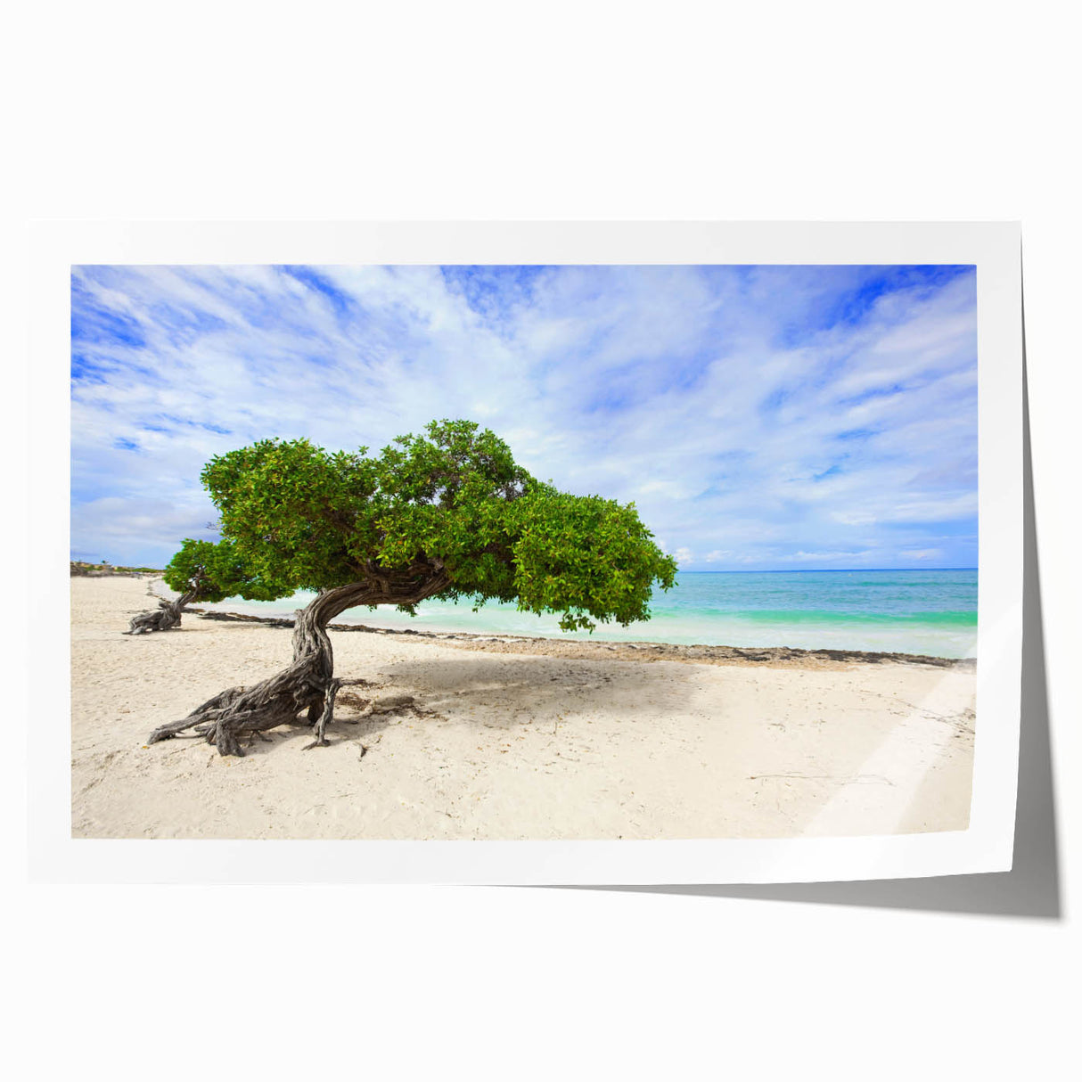 Extra large rolled print of a Caribbean Aruba scenery with vivid blue and green colors, ideal for art wall dining room.
