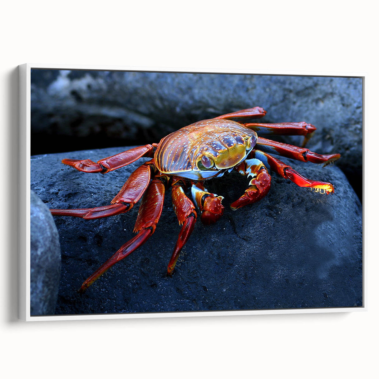 Framed canvas of a vintage poster art depicting a colorful Galapagos scene, ideal for extra large living room wall art.