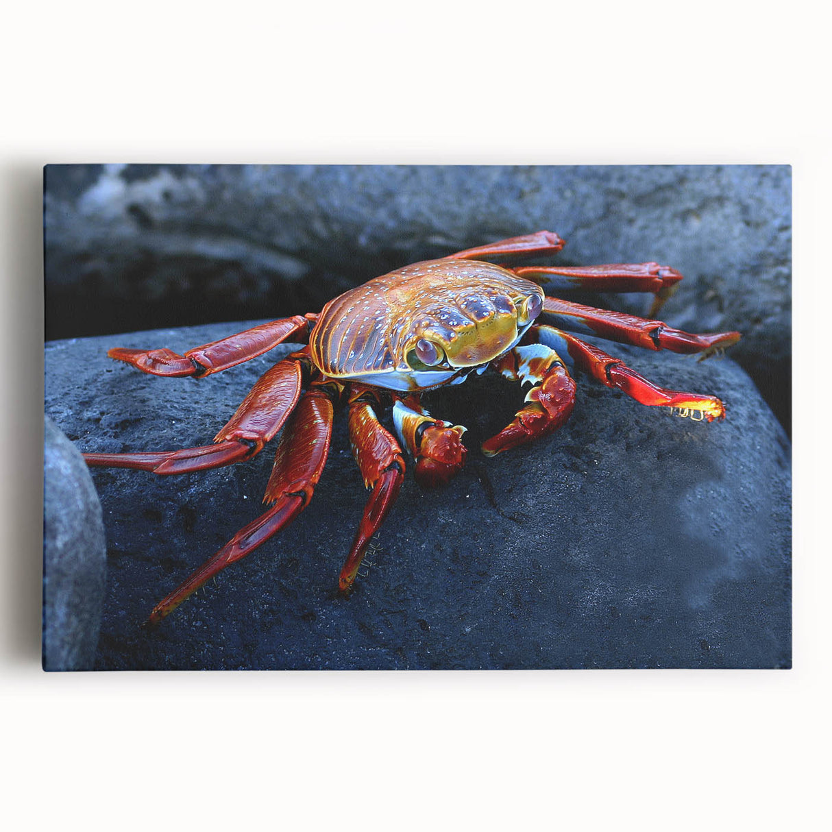 Black and white stretched canvas of Galapagos scenery, ideal for kitchen wall art.