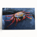 Black and white stretched canvas of a Galapagos scenery, ideal for kitchen wall art or bedroom ambiance.