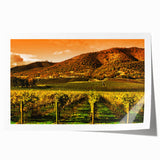 Extra large rolled print of Napa Valley landscape, featuring lush vineyards in muted green and earth tones.