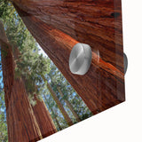 Large abstract wall art of California Sequoia trees in muted earth tones on acrylic glass, suitable for dining room ambiance.