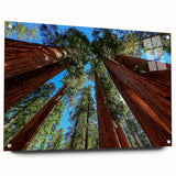 Acrylic glass print of a California sequoia landscape, ideal for bedroom or dining room decor.