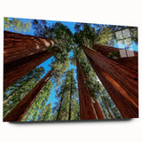 Large abstract wall art of California's Sequoia trees in muted green and brown tones on acrylic glass.