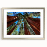 Textured art print of California's Sequoia trees in muted green and brown tones, framed in silver.