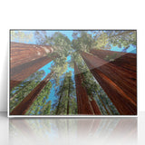 Framed acrylic print of a serene California sequoia landscape in muted green and brown tones.