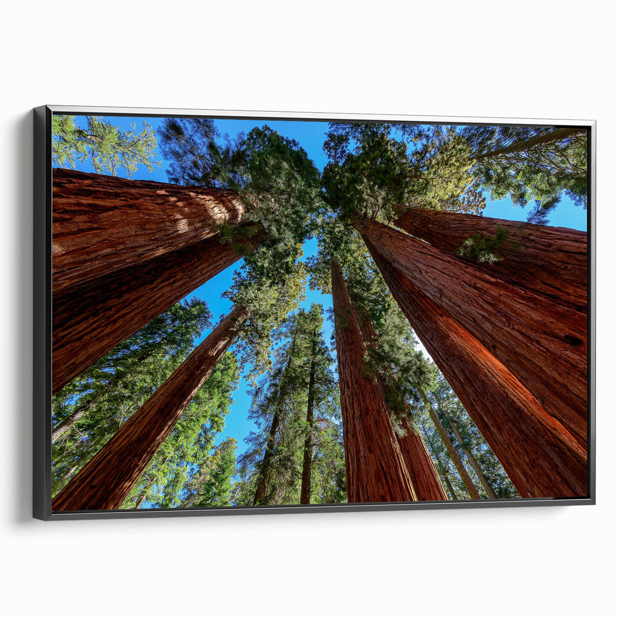 Black and white landscape art painting of California sequoias on a framed canvas, suited for bedroom decor.