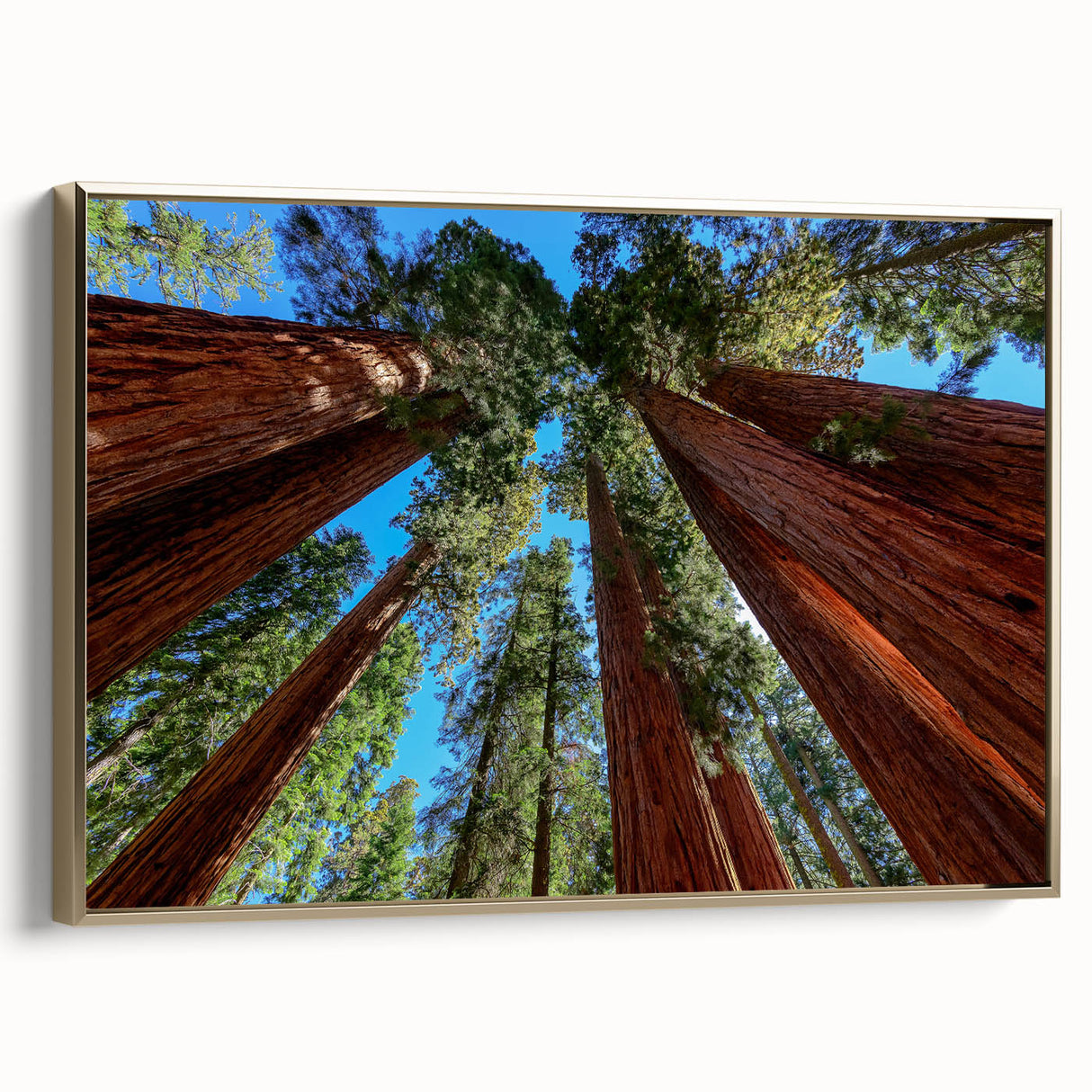 Vintage poster art of a California sequoia on a framed canvas, featuring colorful art with gold and black tones.