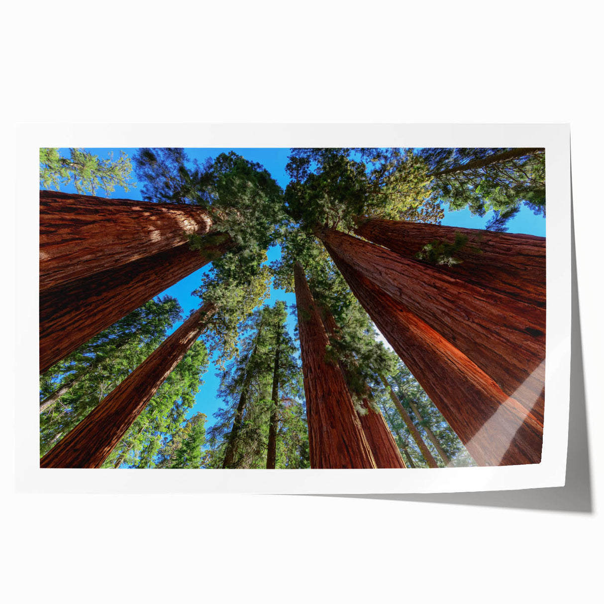 Extra large rolled print of a California sequoia forest in muted green and brown tones, suitable for art wall dining room.