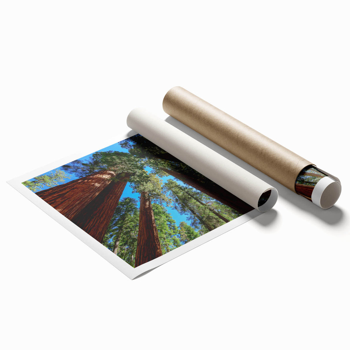 Extra large rolled print of a Sequoia landscape in muted earth tones.