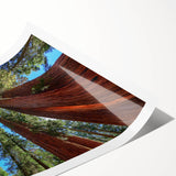 Extra large wall art featuring a line art design of sequoia trees in black on white background.