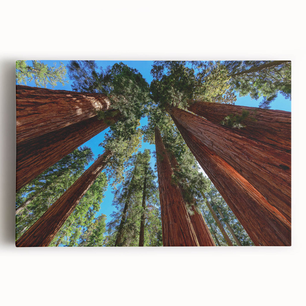 Black and white photograph of a sequoia tree on stretched canvas, ideal for kitchen wall art.
