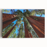 Black and white photograph of a sequoia tree on stretched canvas, ideal for kitchen wall art.