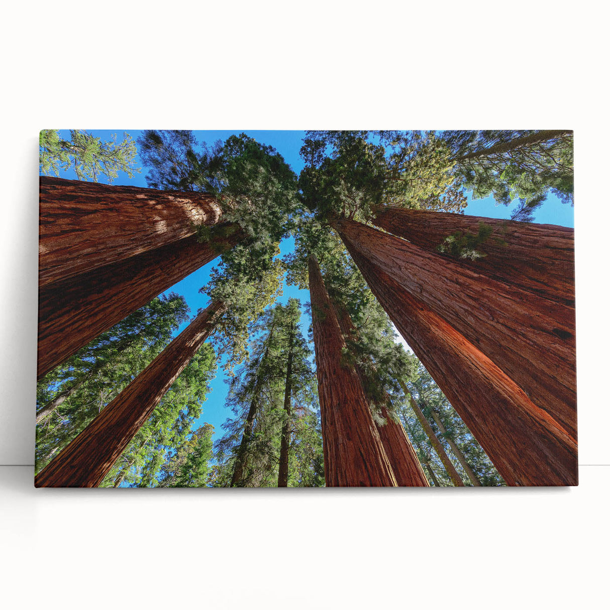 Black and white photo of a large sequoia tree on stretched canvas, ideal for kitchen wall art or bedroom ambiance.
